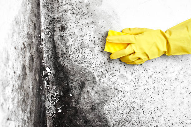 Best Real Estate Mold Inspection  in Fairwood, WA